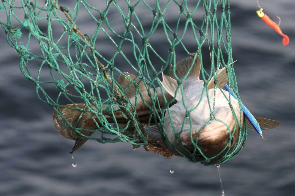 Verhandlungen über Fischfangmengen in der Ostsee gestartet
