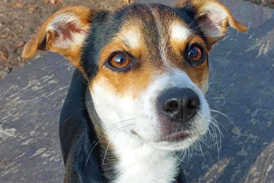 Der kleine Hund hat wegen seines jungen Alters noch viel Energie.