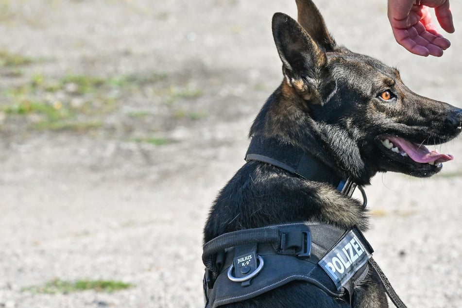 Mann mit Beil hält Polizei in Atem: Diensthund bringt ihn zur Strecke