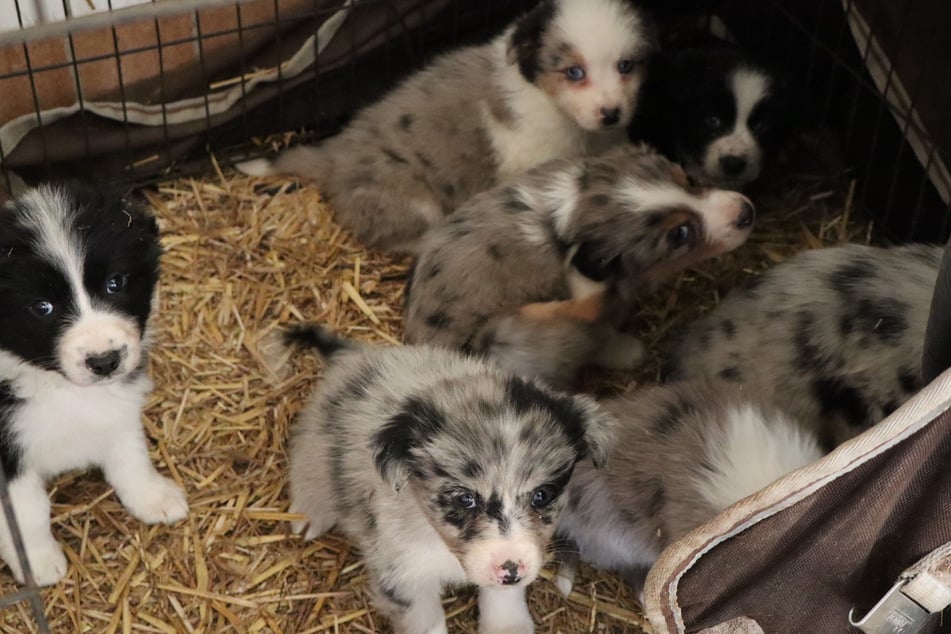 Im Harz wurde ein schlimmer Fall von Animal Hoarding aufgedeckt - darunter zahlreiche Hundewelpen.