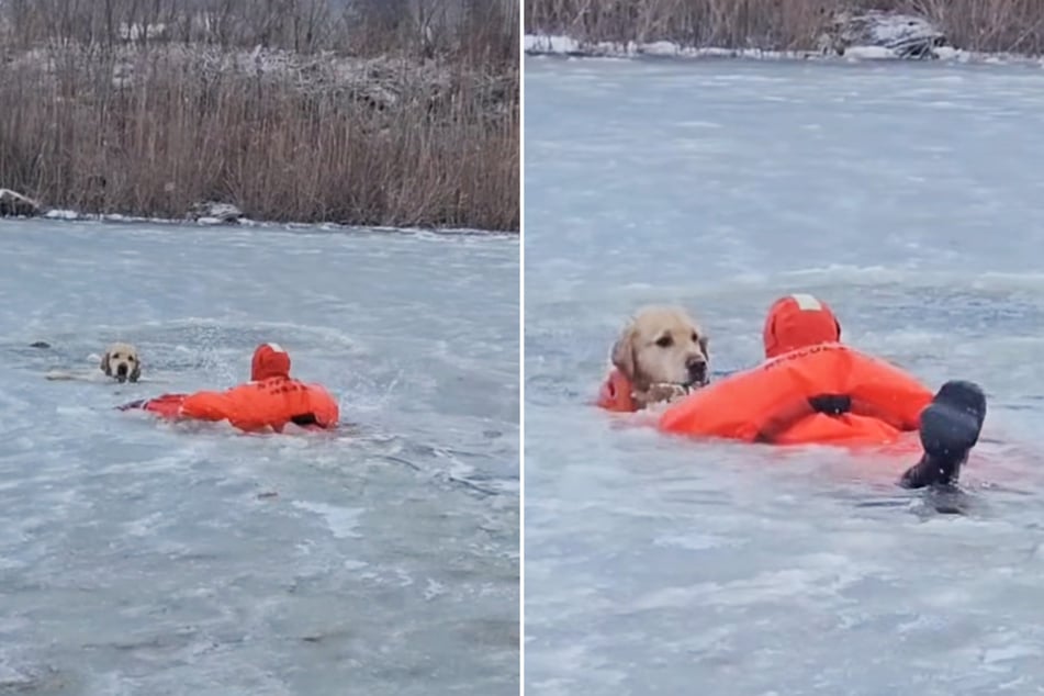 Der Golden Retriever und Ausreißer Phoenix spürte sofort, dass ihm geholfen wird.