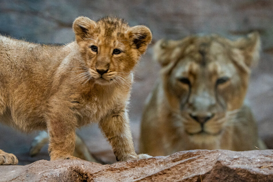Wieso stehen die Menschen hinter einer Glasscheibe? Eines der Löwenkinder beobachtet neugierig das bunte Treiben im Zoo.