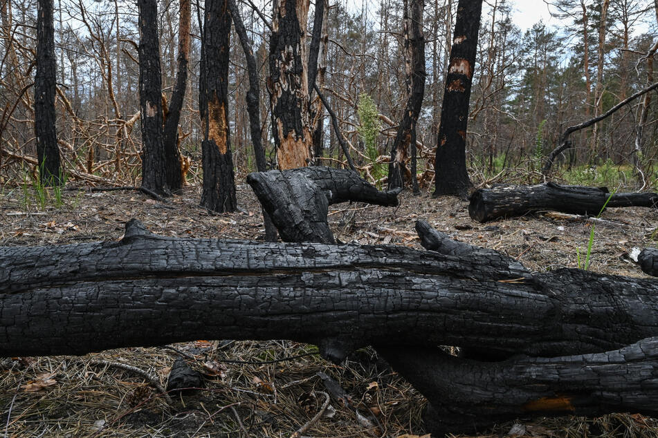 Im Gebiet der Lieberoser Heide kommt es immer wieder zu Waldbränden. (Archivbild)