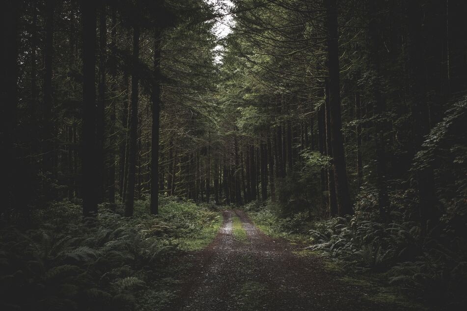 In einem Wald bei Gräfenthal hat sich am Samstag eine Autofahrerin verirrt. (Symbolbild)