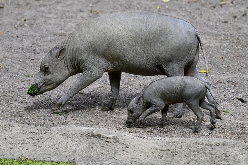 Sulawesi-Hirscheber gelten laut Weltnaturschutzorganisation (IUCN) als bedrohte Art.