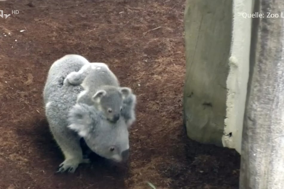 Koala-Mama Mandie mit ihrem Nachwuchs auf Entdeckungsreise. Für die beiden stand in den letzten Tagen ein kleiner Umzug an.