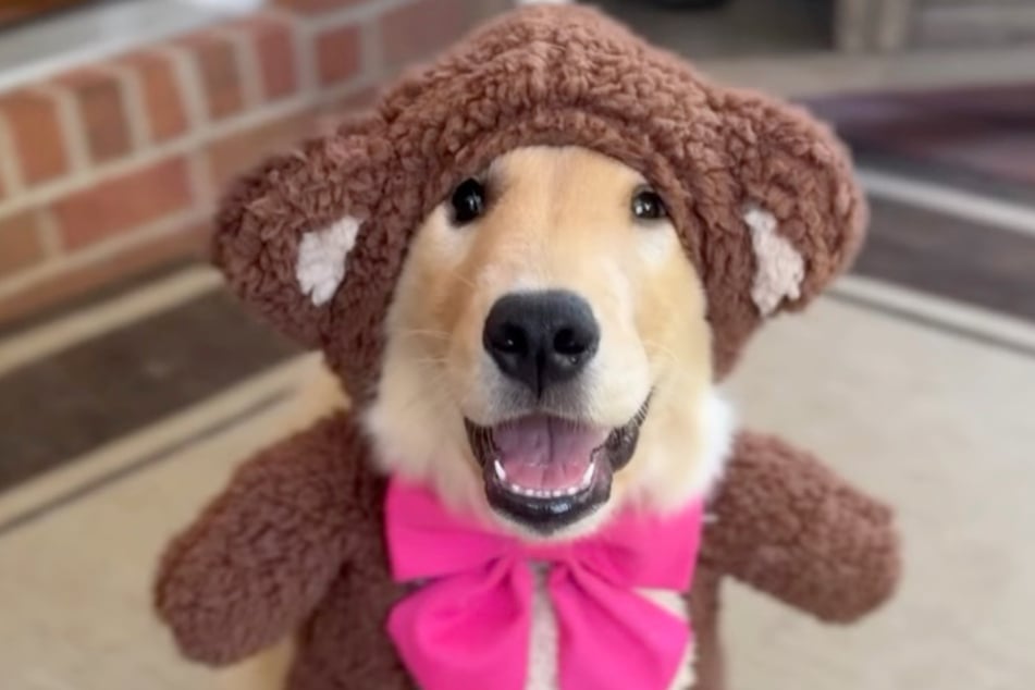 Happy macht auch als Teddybär eine gute Figur.