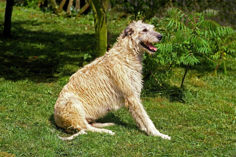 Irish wolfhounds are some of the uglier dogs on the block.