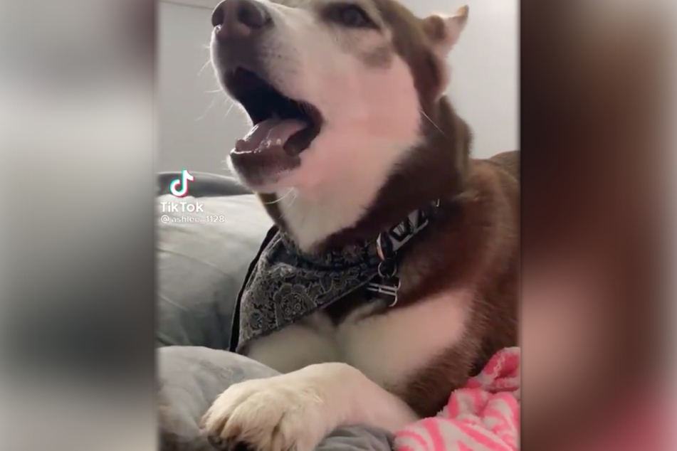 Mya the husky sings the "Star Wars" theme song.