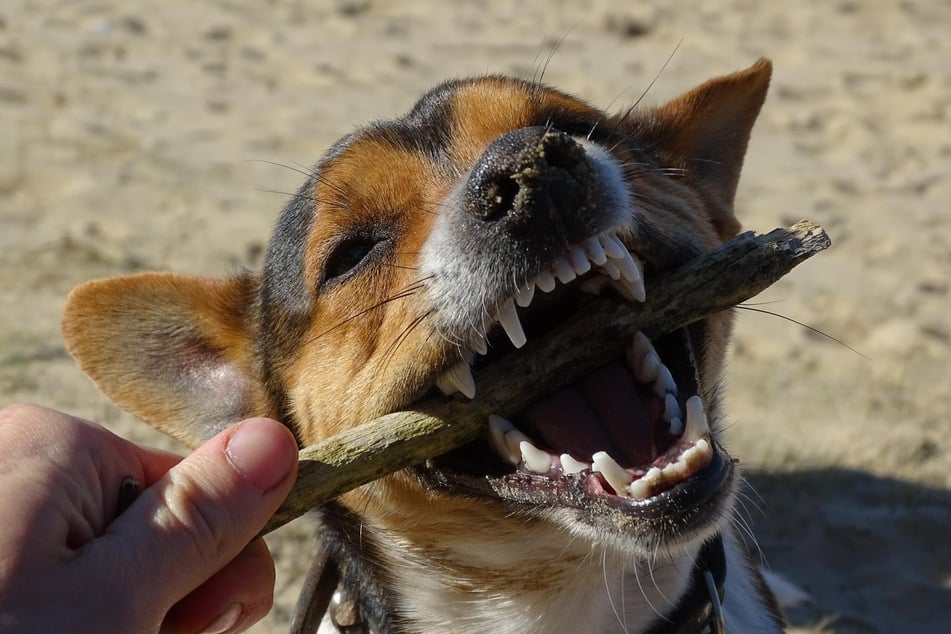 Wer Hunden im Zahnwechsel etwas zum Kauen anbietet, sollte darauf achten, dass sie das Tier daran nicht verletzen kann.