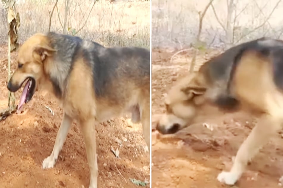 Ein Straßenhund in Indien trauerte nach dem Tod einer Frau immer wieder an ihrem Grab.