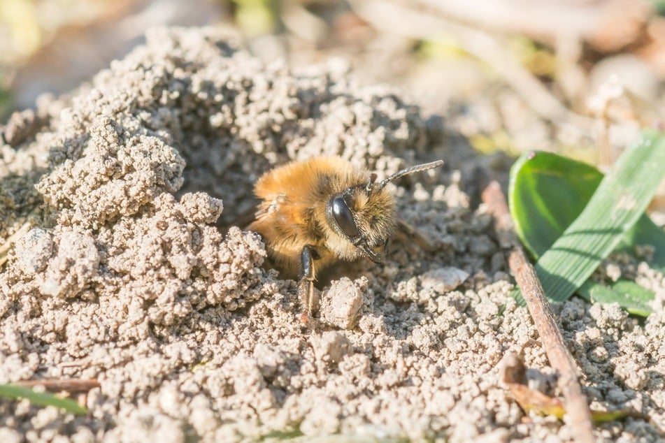 Bei kleinen Löchern im Garten mit Sandauswurf kann es sich um den Eingang zum Nest der Sandbienen handeln.