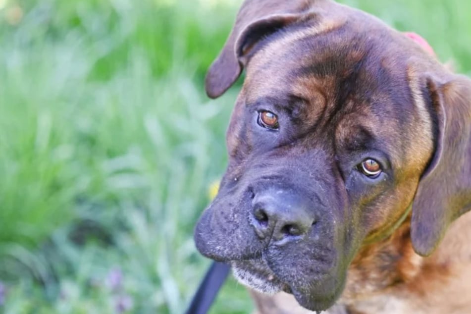 Frechdachs Butch ist ein Frauenversteher: Kann der Hund auch bei Dir landen?