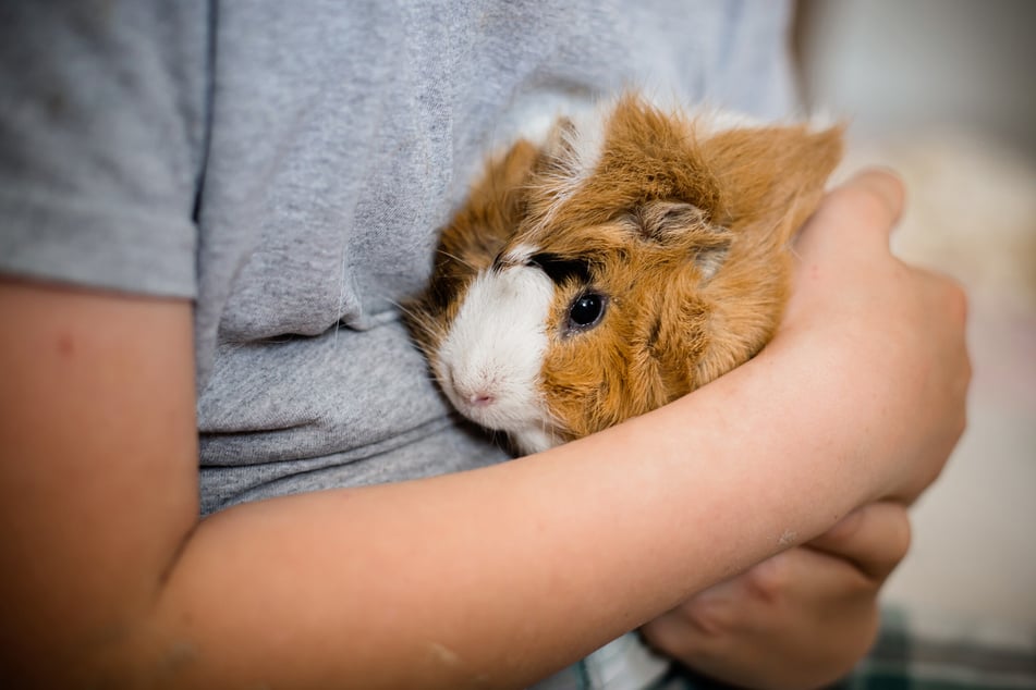 Mögen Meerschweine Kuscheleinheiten?