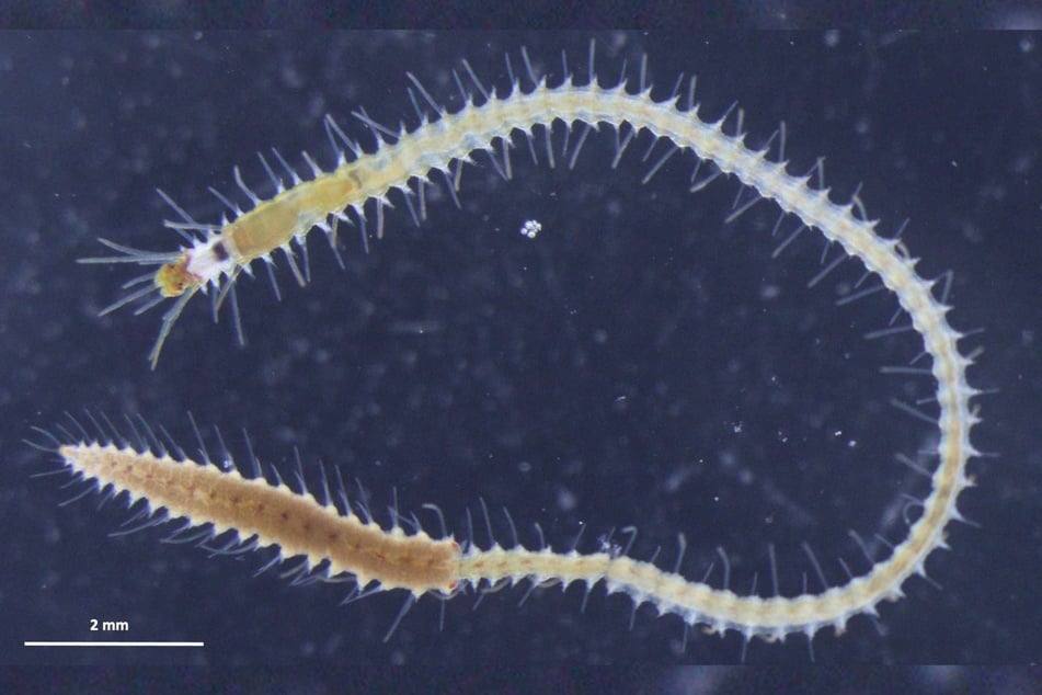 Ein Megasyllis-nipponica-Wurm mit einem sich entwickelnden weiblichen Hinterteil.