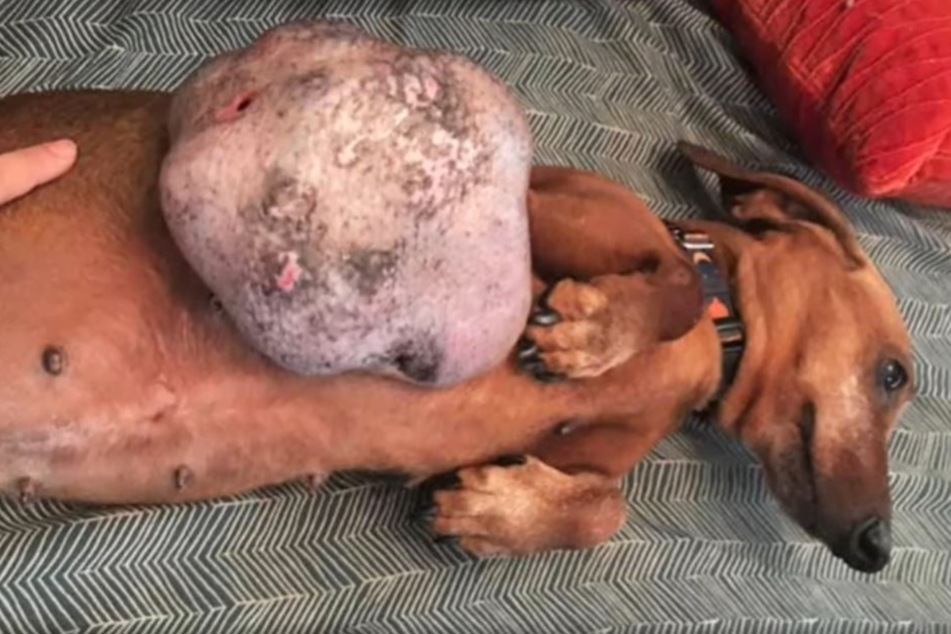 Hund mit riesigem Tumor soll eingeschläfert werden: Dann zeigt eine Frau Herz