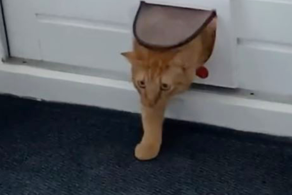 "Ich geh dann mal wieder." Die Katze ging ähnlich schnell wie sie gekommen war.