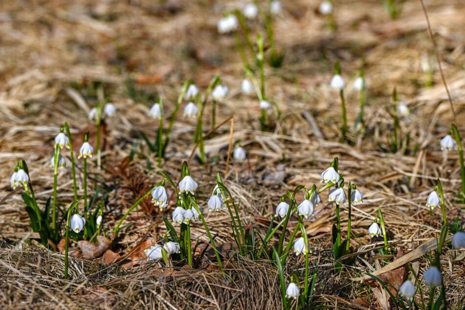 Märzenbecher gehören wie Schneeglöckchen zur Familie der Amaryllisgewächse.