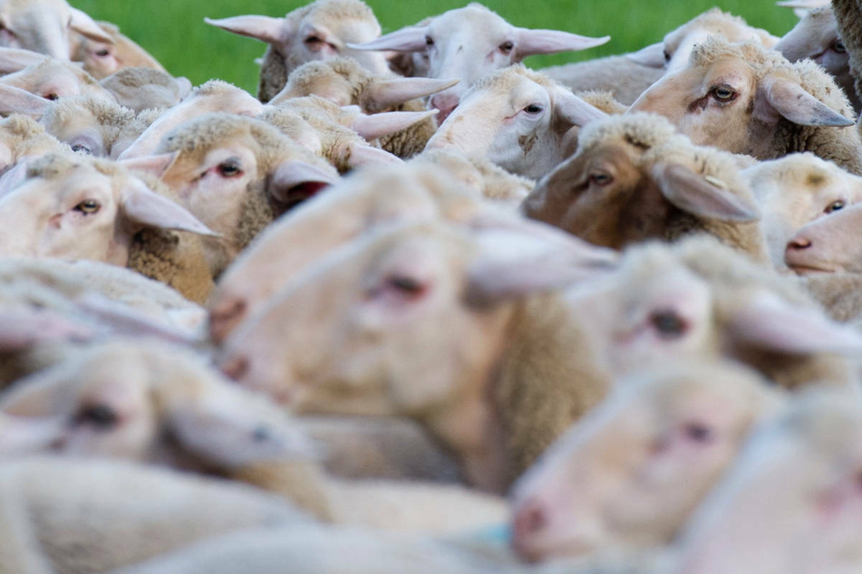 Schafe haben die Tierkrankheit auf die Labormitarbeiter übertragen.