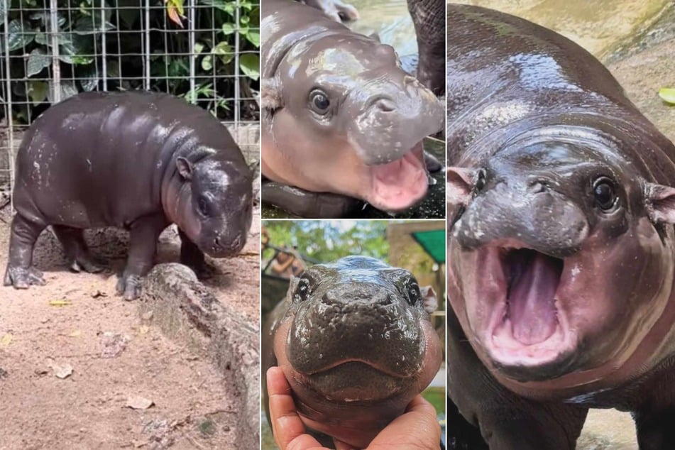 A two-month-old female hippo named Moo Deng has quickly made a name for herself thanks to several brilliant appearances on social media.