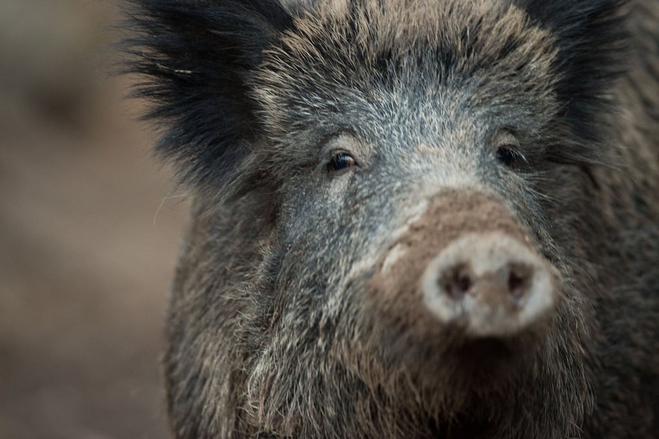 Im Harz kamen bei einem Unfall zwei Wildschweine ums Leben. (Symbolbild)