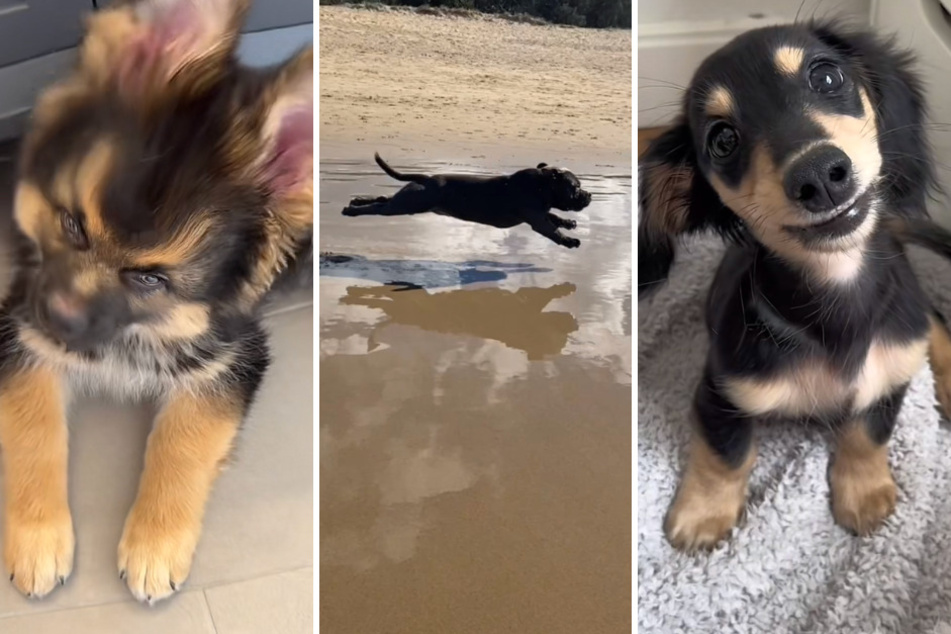 Here are three of TikTok's most captivating canine vids that defy expectations!