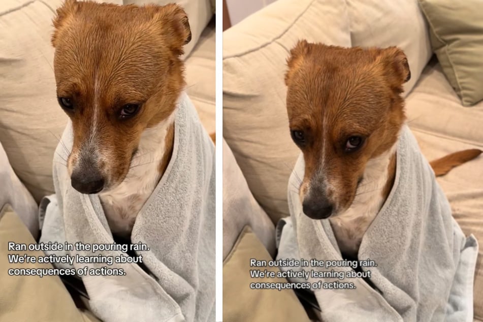 Hündin trifft schlechte Entscheidung - und bemerkt die Konsequenzen sofort