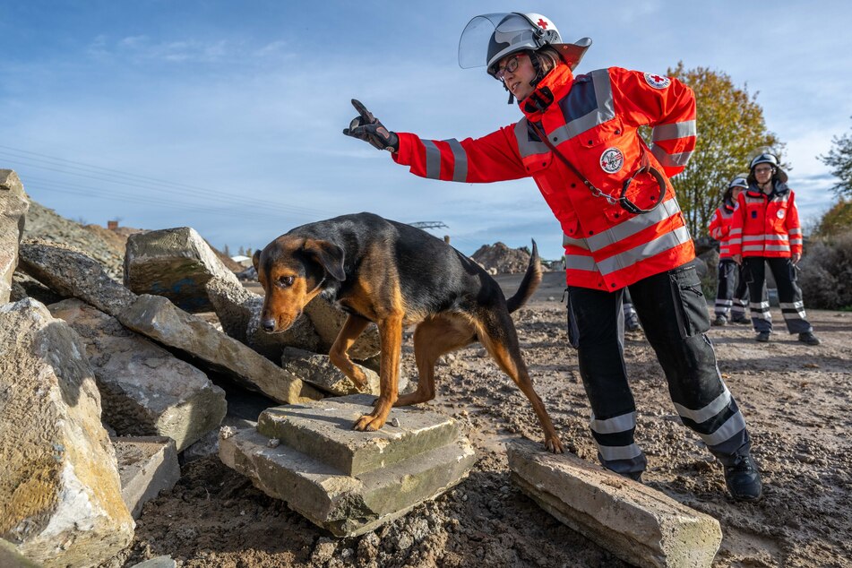 Rettungshunde sind speziell für die Suche nach vermissten oder verschütteten Personen ausgebildet.