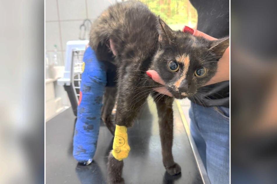 Die kleine Kämpferin kam als Fundtier ins Tierheim - vom Besitzer fehlt jede Spur.