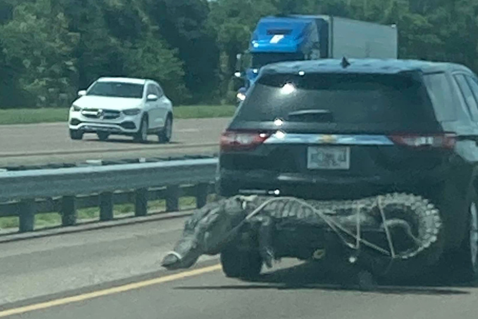 Auf der Autobahn gesehen: Riesen-Alligator an SUV gefesselt