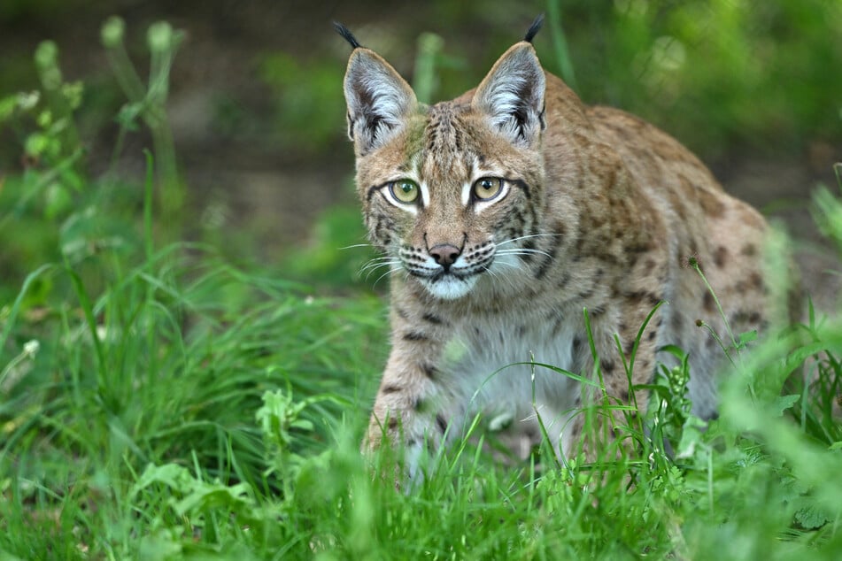 In den Tierparks in Klötze und Halberstedt seien neue Luchsanlagen geplant.