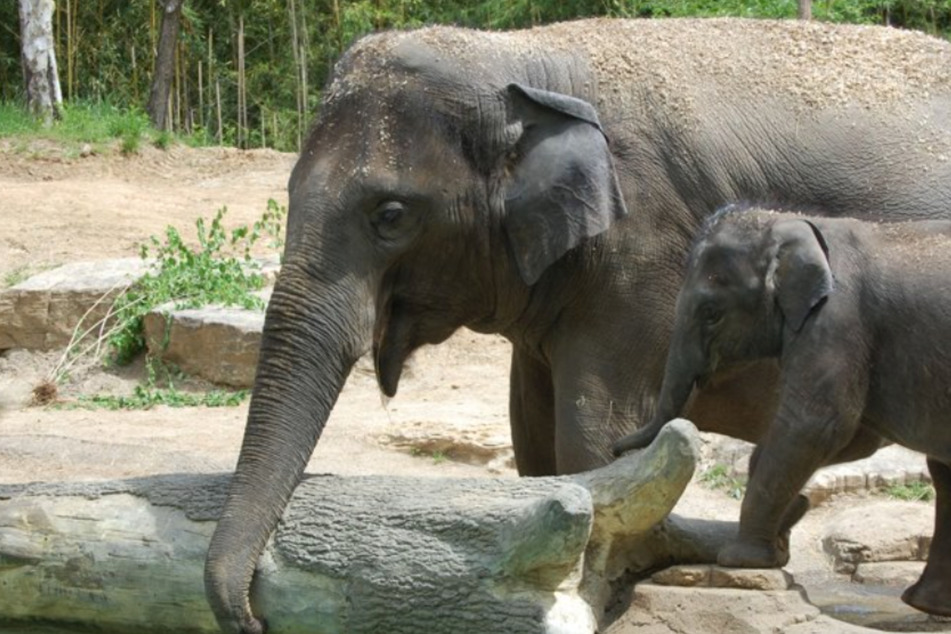 Rani, a 27-year-old Asian Elephant at the St. Louis Zoo, died suddenly on Friday. She's pictured here with her son, Kenzi.