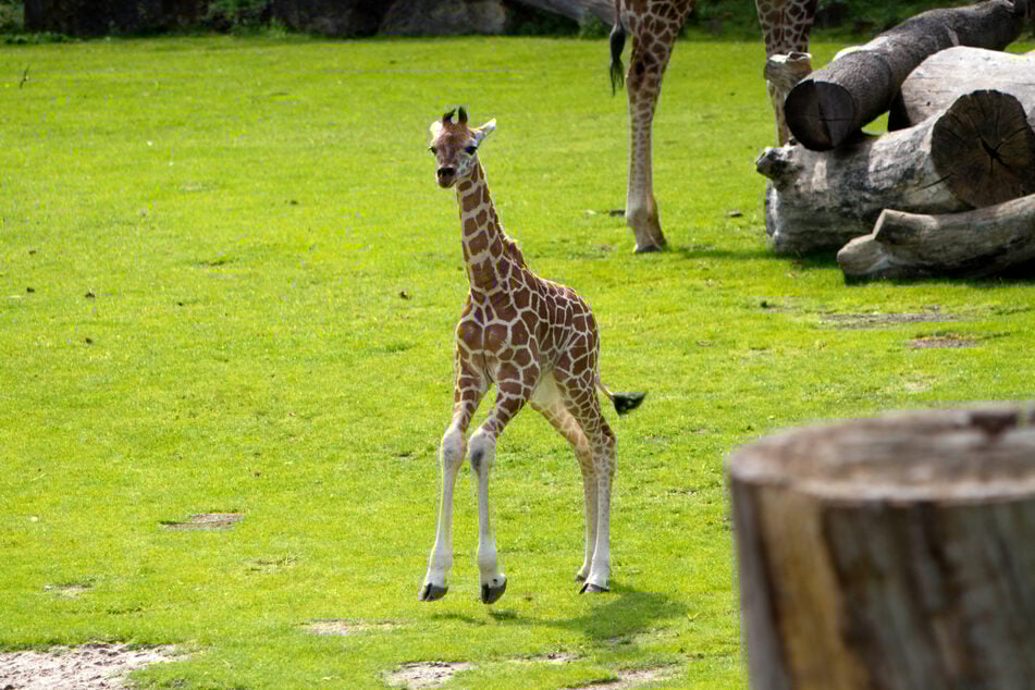 Das Giraffenbaby entdeckt seit einigen Tagen die Außenanlage.