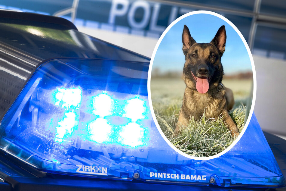 Einbrecher auf frischer Tat ertappt: Polizeihund "Sam" macht drei Männer dingfest
