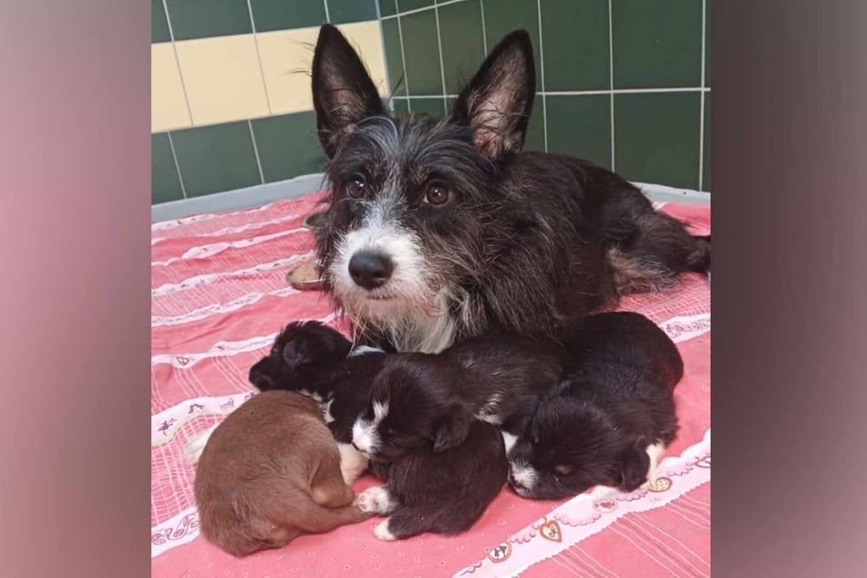 Hündin Fips und ihre Babys haben eine schwere Zeit hinter sich. Im Tierheim Köln-Dellbrück werden sie nun aufgepäppelt und versorgt.