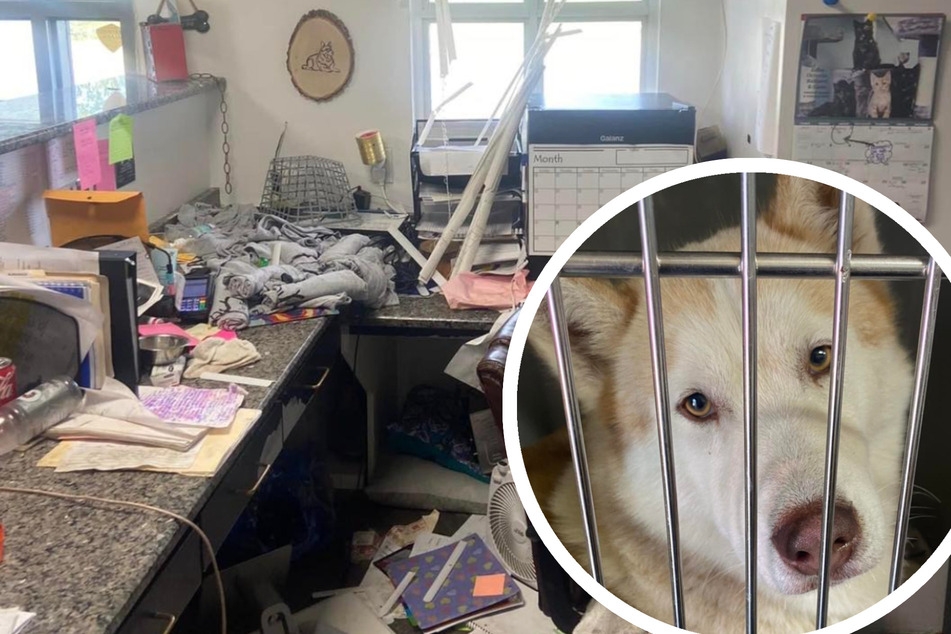 Husky entkommt aus Zwinger und wütet durch Tierheim: Eine Sache hasst Titan besonders