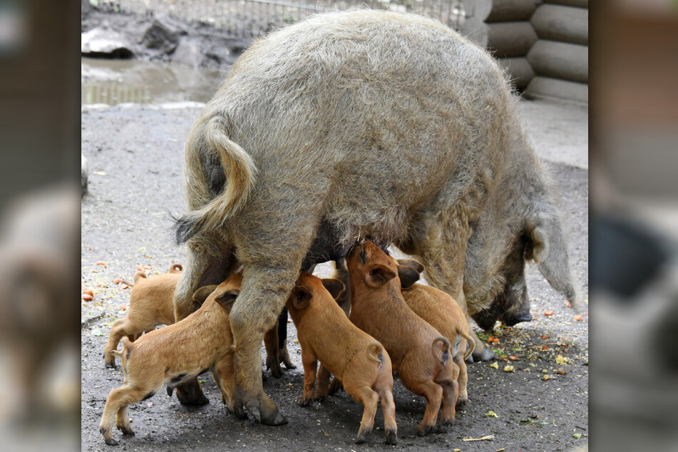 Der Tierpark Eilenburg hat aktuell schweinisch gute Besuchermagneten.