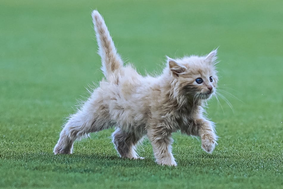 Das kleine Kätzchen ChipPurr hatte seinen ganz großen Auftritt im Stadion.