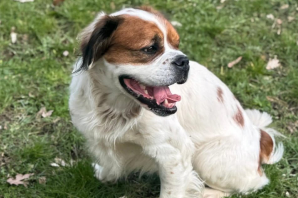 In Zukunft könnte der Rüde Probleme mit seiner Hüfte bekommen.