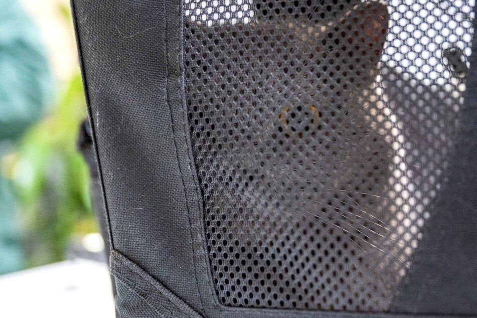 Katzen bei Minusgraden ausgesetzt: Für diese Tiere war Weihnachten besonders traurig