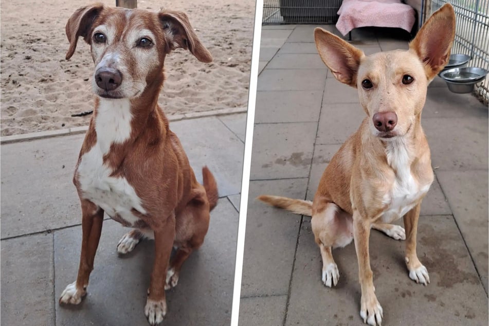 Lachana (l.) und Grisha freuen sich auf ihre neuen Lieblingsmenschen.