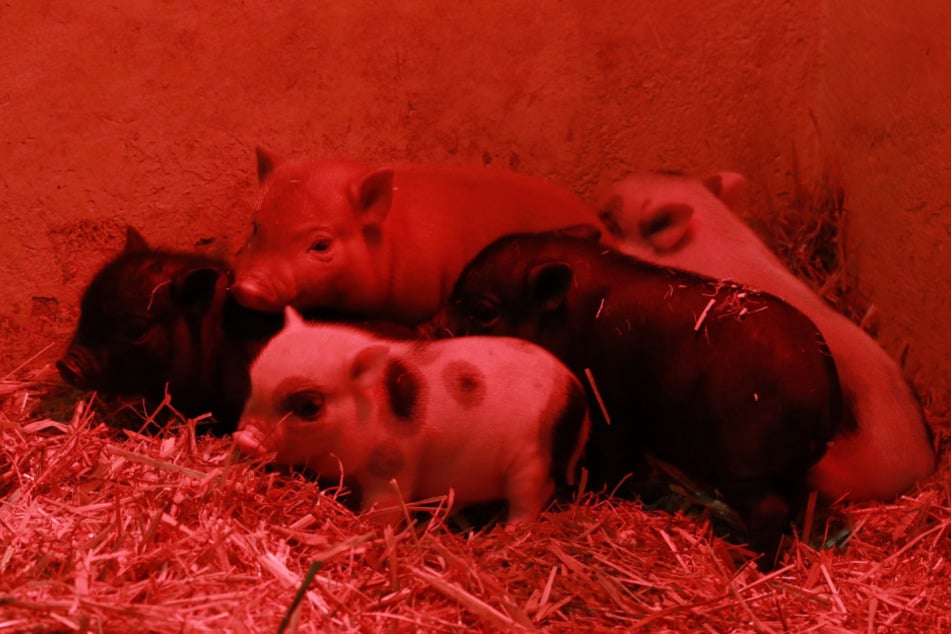 Nicht nur die süßen Mini-Schweinchen warten auf Euch im Tierpark Chemnitz.