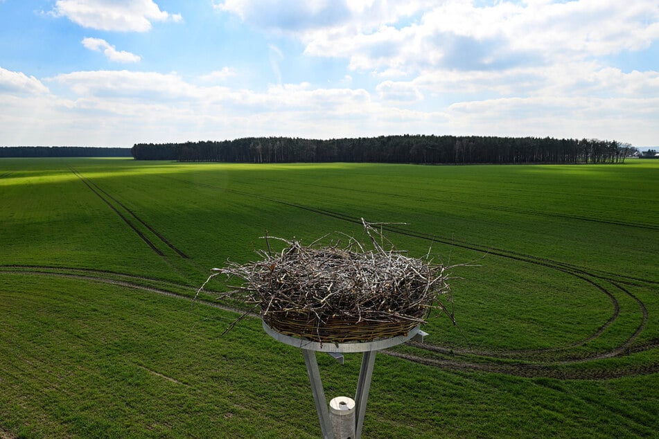 Den extra für Gustav erbauten Nistpfahl verschmäht der Storch.