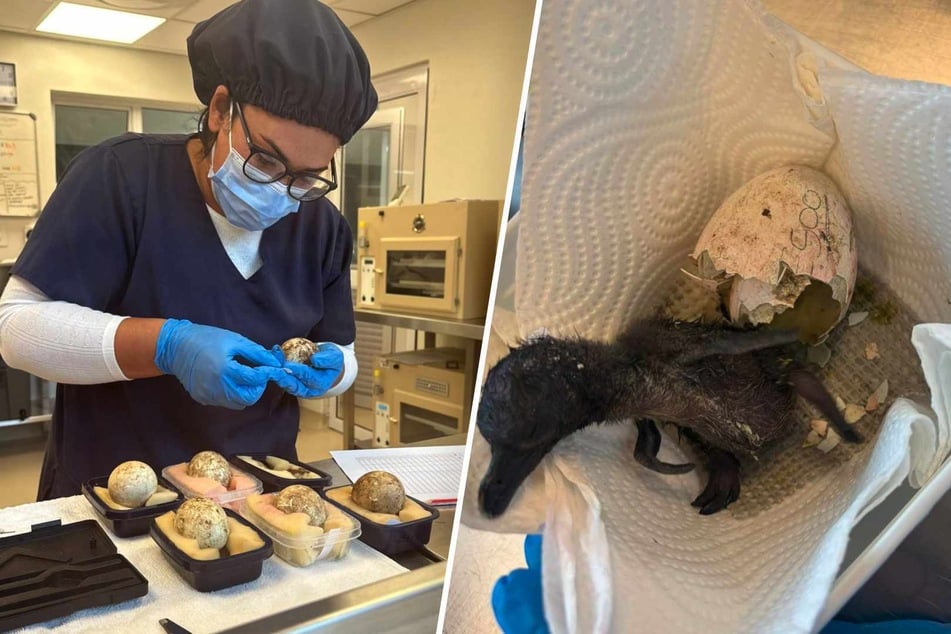 Diese kleinen Brillenpinguin-Küken werden in Südafrika von Hand aufgezogen.