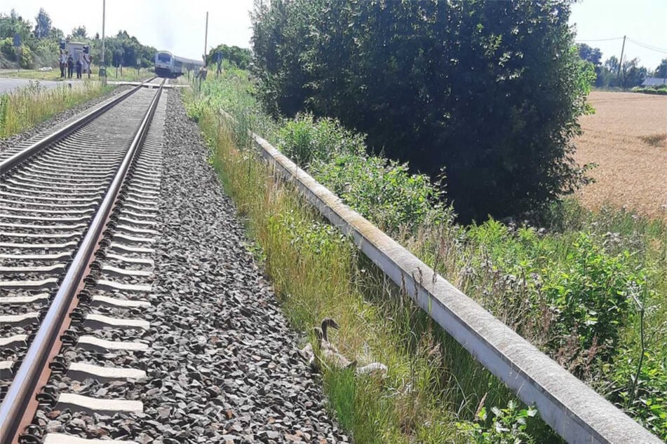 Gefährlich nah an den Bahngleisen fand man die Schwäne.