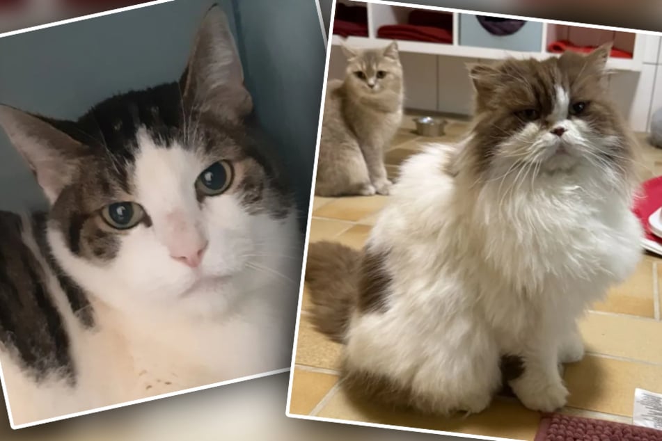 Katzen träumen von neuem Zuhause: Flauschi und Mimo warten schon länger auf ihr Glück