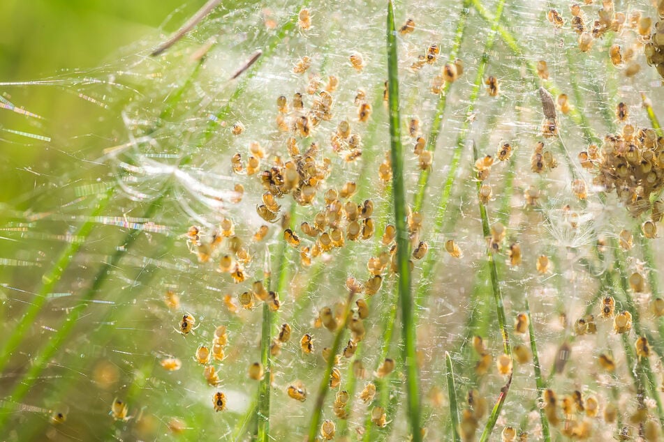 Aus einem Spinnennest können hunderte kleine Spinnentiere schlüpfen.