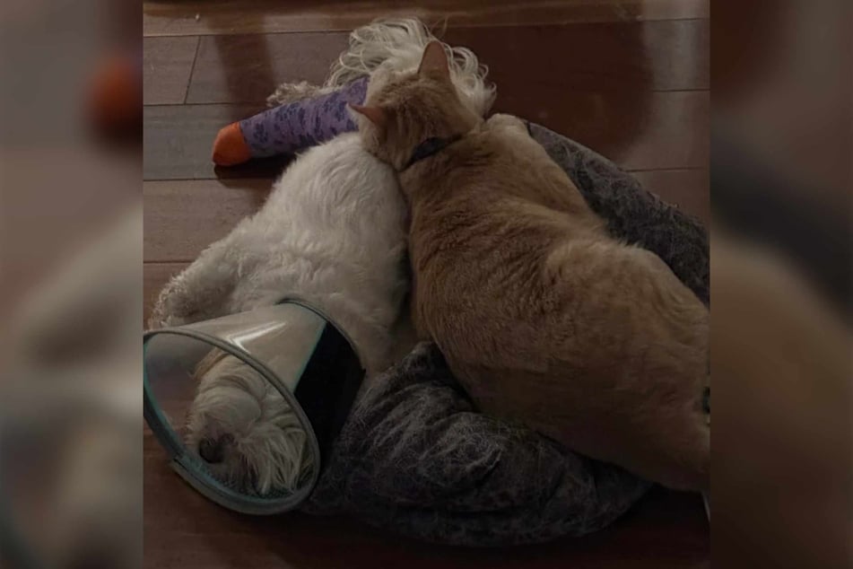 A visit to the emergency vet later, and it was clear that the little dog had broken her leg.