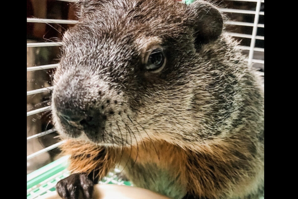 Buckeye Chuck, a furry forecaster from Ohio, has been making predictions since 1979.