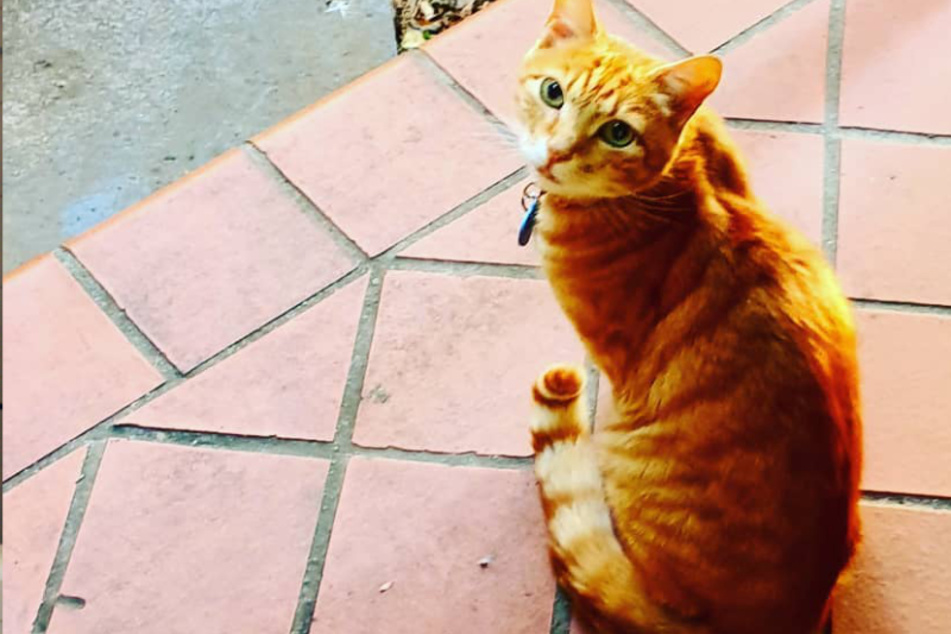 Eines Tages stand Kater Tigger einfach vor der Tür der Sanders.